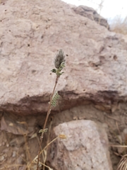 Dalea brachystachya