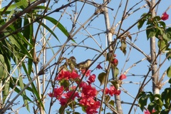 Prinia socialis