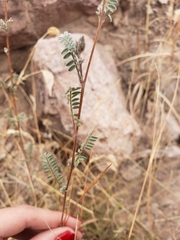 Dalea brachystachya
