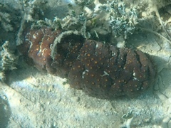 Holothuria mexicana