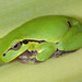 Italian Tree Frog - Photo (c) Paolo Mazzei, some rights reserved (CC BY-NC), uploaded by Paolo Mazzei
