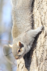 Sciurus carolinensis pennsylvanicus