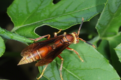 Polistes cavapyta