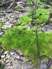 Bryophyta