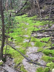 Bryophyta