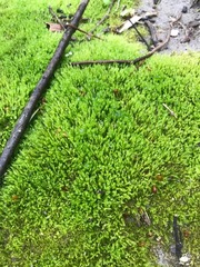Bryophyta