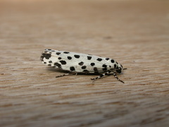 Ethmia clytodoxa