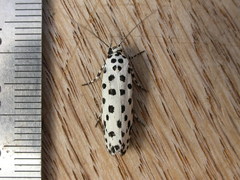 Ethmia clytodoxa