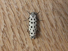 Ethmia clytodoxa