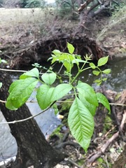Magnoliopsida