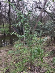 Ligustrum lucidum