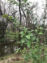 Ligustrum lucidum