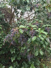 Ligustrum lucidum