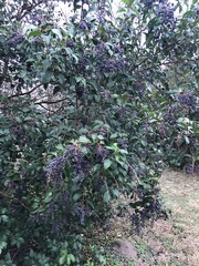 Ligustrum lucidum