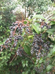 Ligustrum lucidum