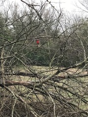 Cardinalis cardinalis