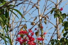 Prinia socialis