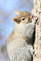 Sciurus carolinensis pennsylvanicus