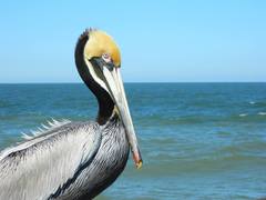 Pelecanus occidentalis