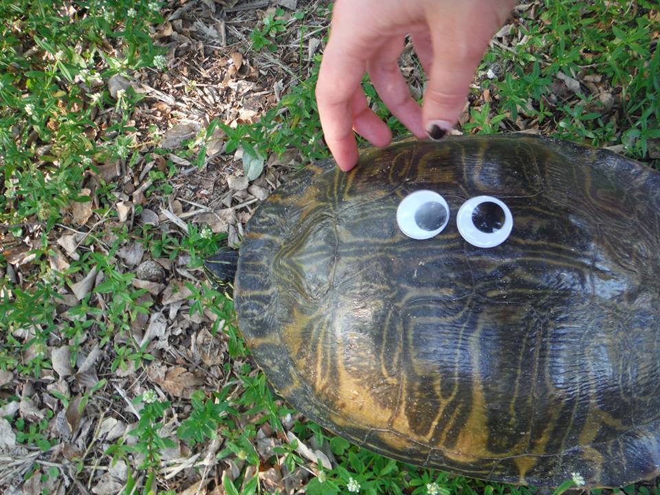ペニンシュラクーター