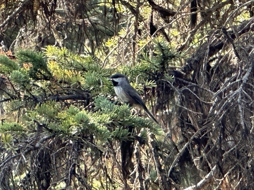Boreal Chickadee