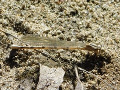 Argia funebris