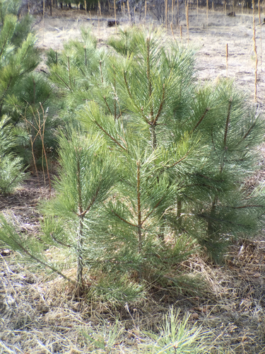 Rocky Mountains Ponderosa Pine