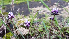 Muscari inconstrictum