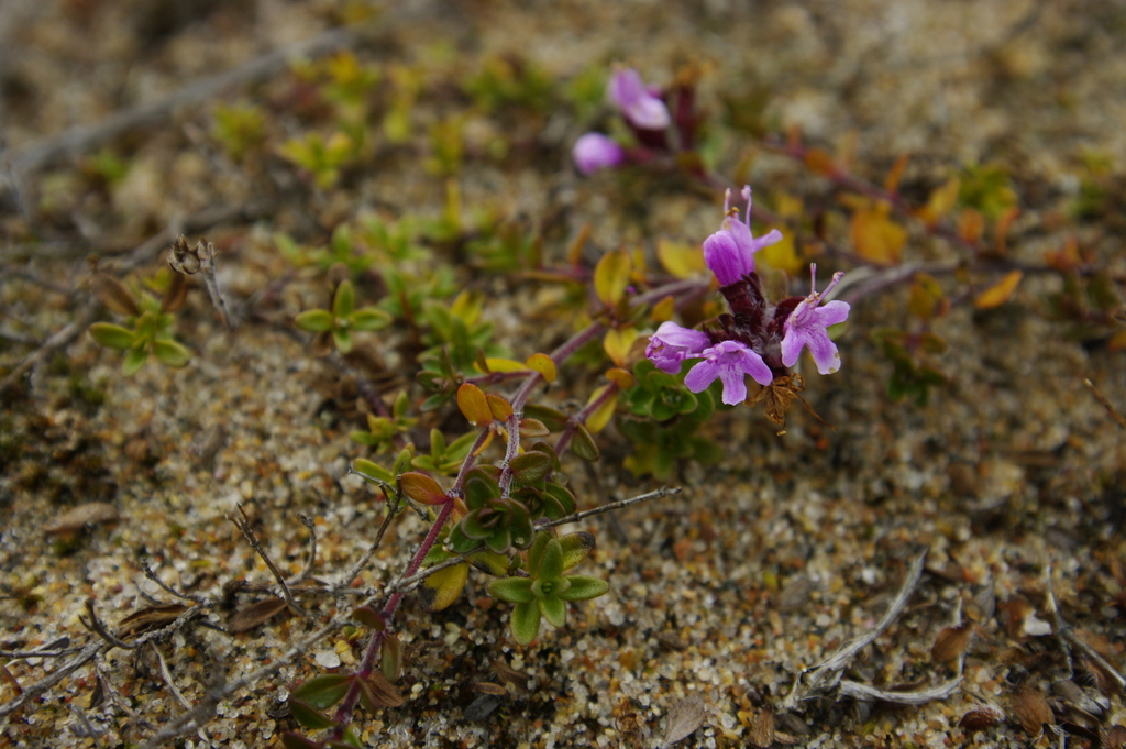 Thymus subarcticus