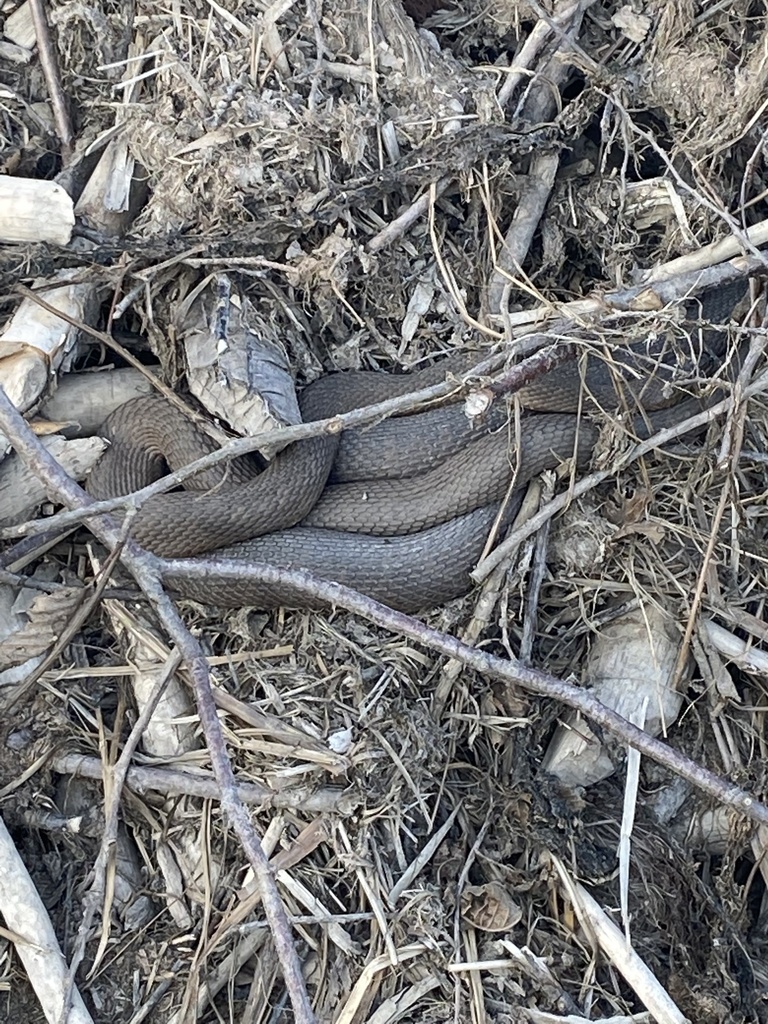 Common Watersnake from Sudbury, ON, CA on August 21, 2023 at 06:46 PM ...