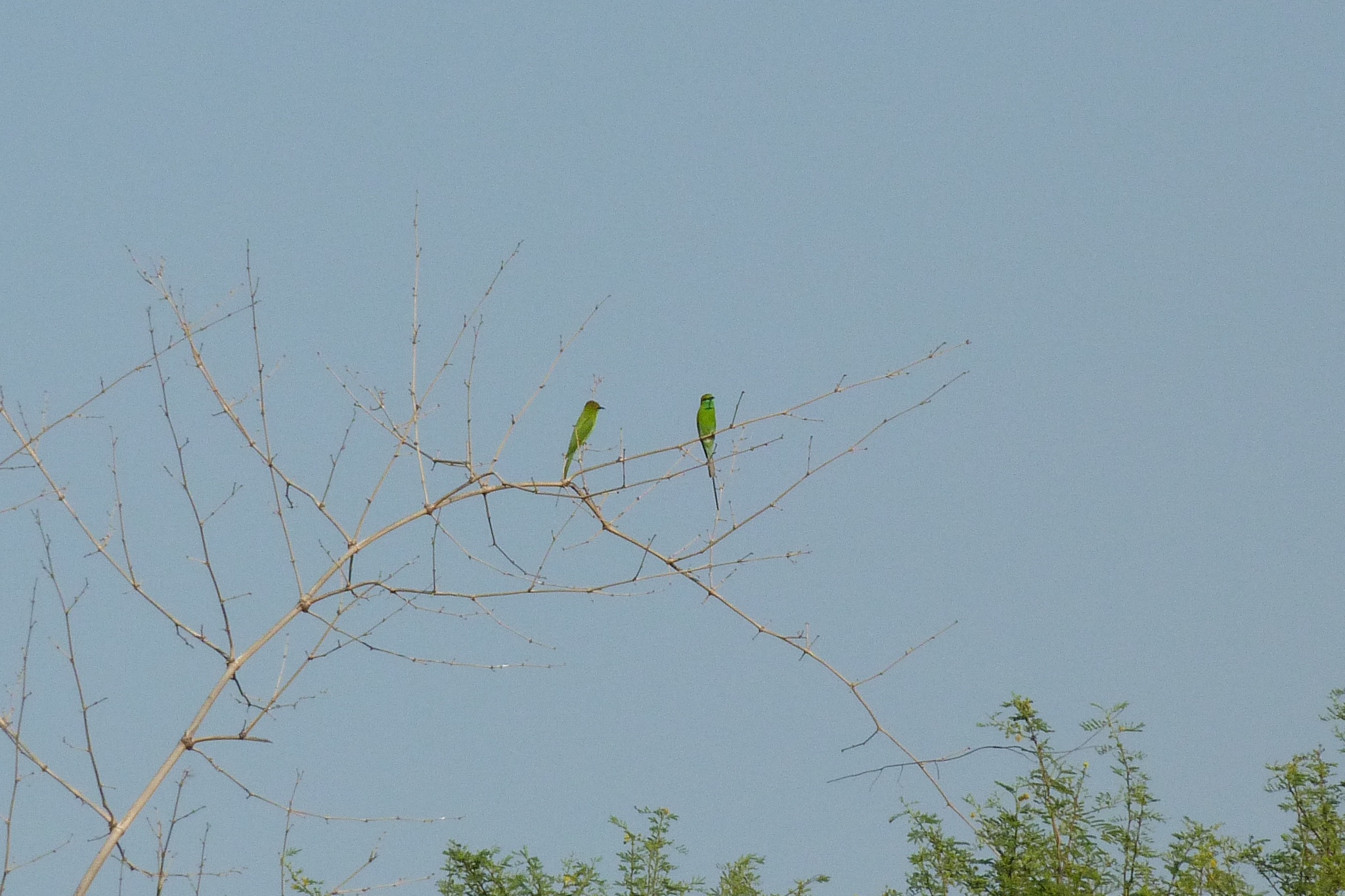 Asian Green Bee-eater