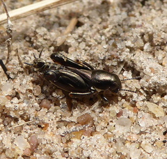 Tridactylidae