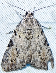 Catocala amica