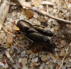 Tridactylidae