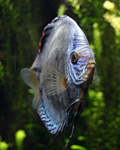 Symphysodon aequifasciatus