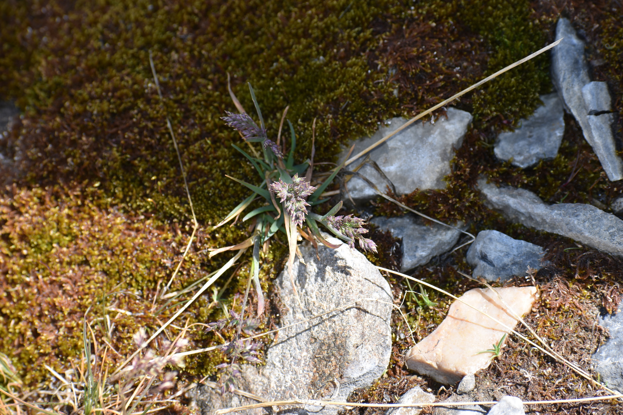 Poa glauca ssp. glauca