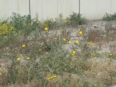 Launaea mucronata