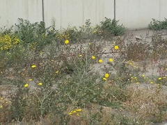 Launaea mucronata
