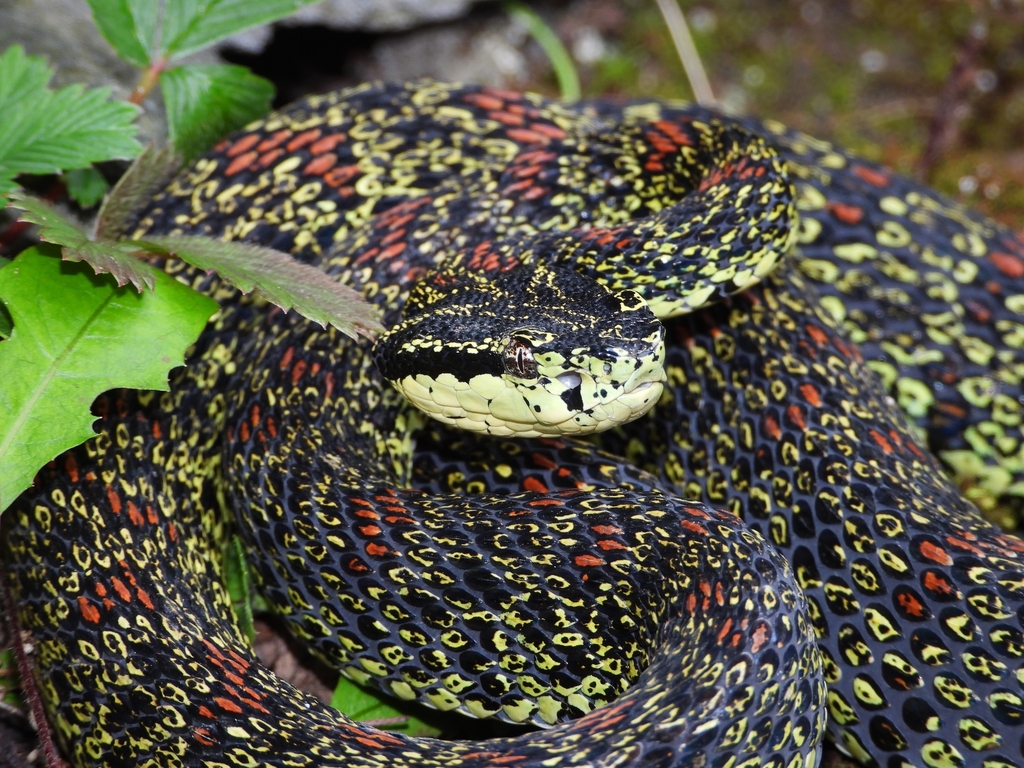 Protobothrops