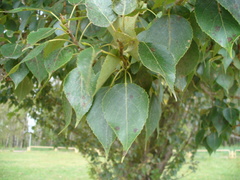 Populus × berolinensis