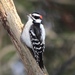 Northern Downy Woodpecker - Photo (c) Sequoia Janirella Wrens, some rights reserved (CC BY-NC), uploaded by Sequoia Janirella Wrens