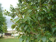 Populus × berolinensis