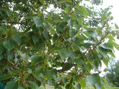 Populus × berolinensis