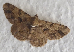 Psilalcis bisinuata