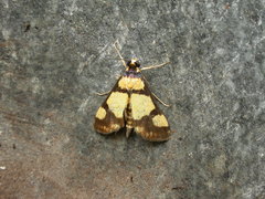 Deuterarcha xanthomela