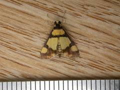 Deuterarcha xanthomela