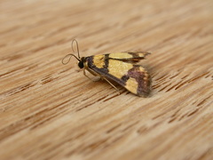 Deuterarcha xanthomela