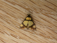 Deuterarcha xanthomela