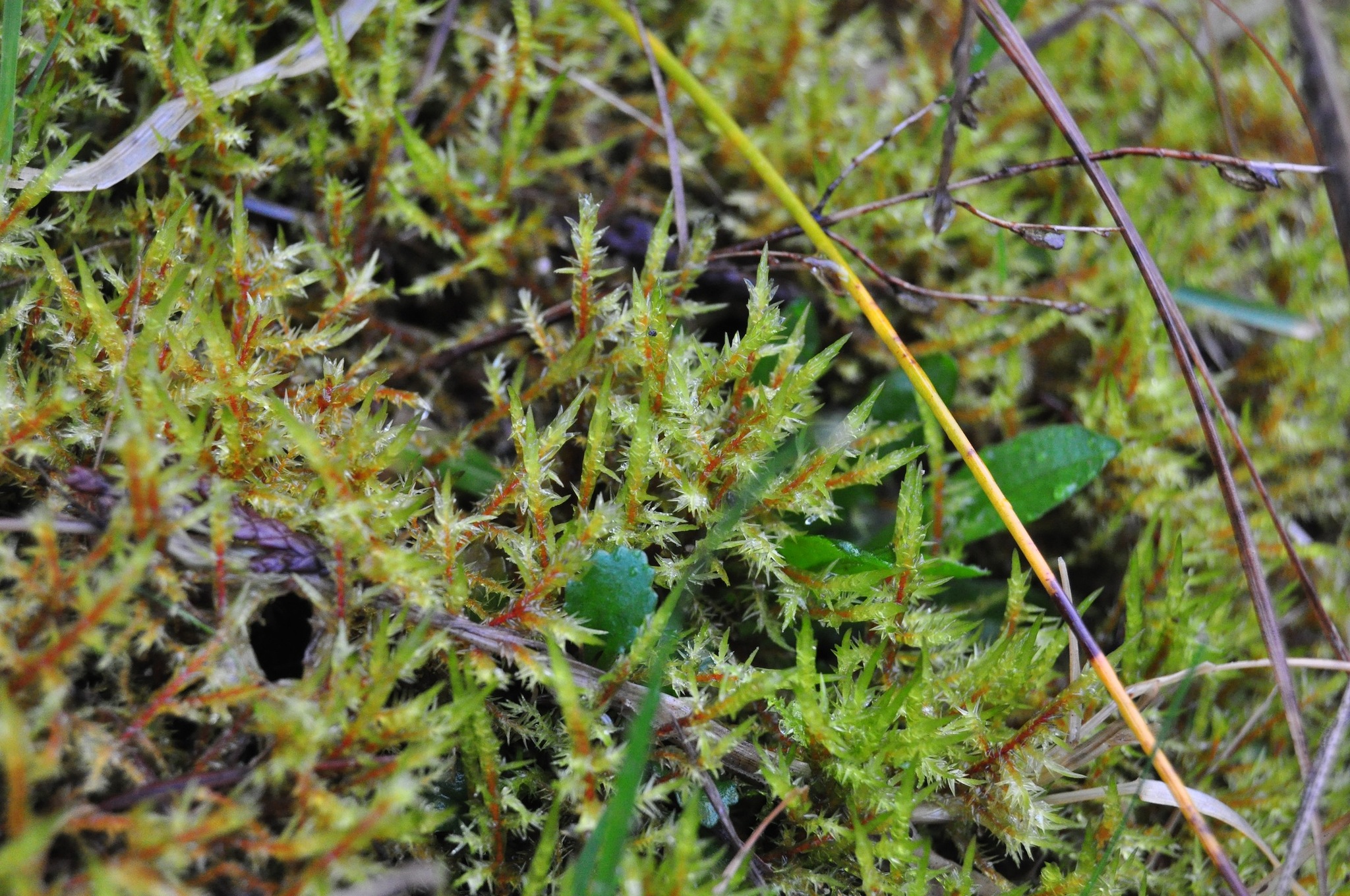 Calliergonella
