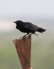 Corvus imparatus